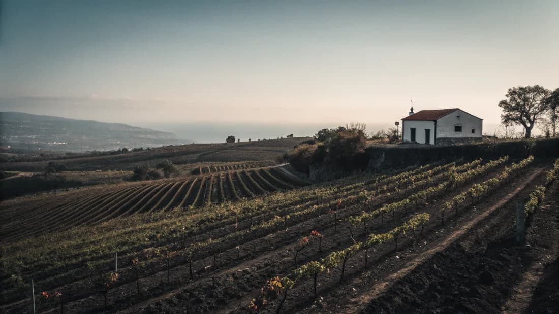 Vineyards of Madeira