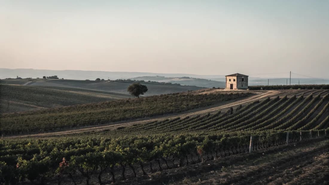 Vineyards of Puglia