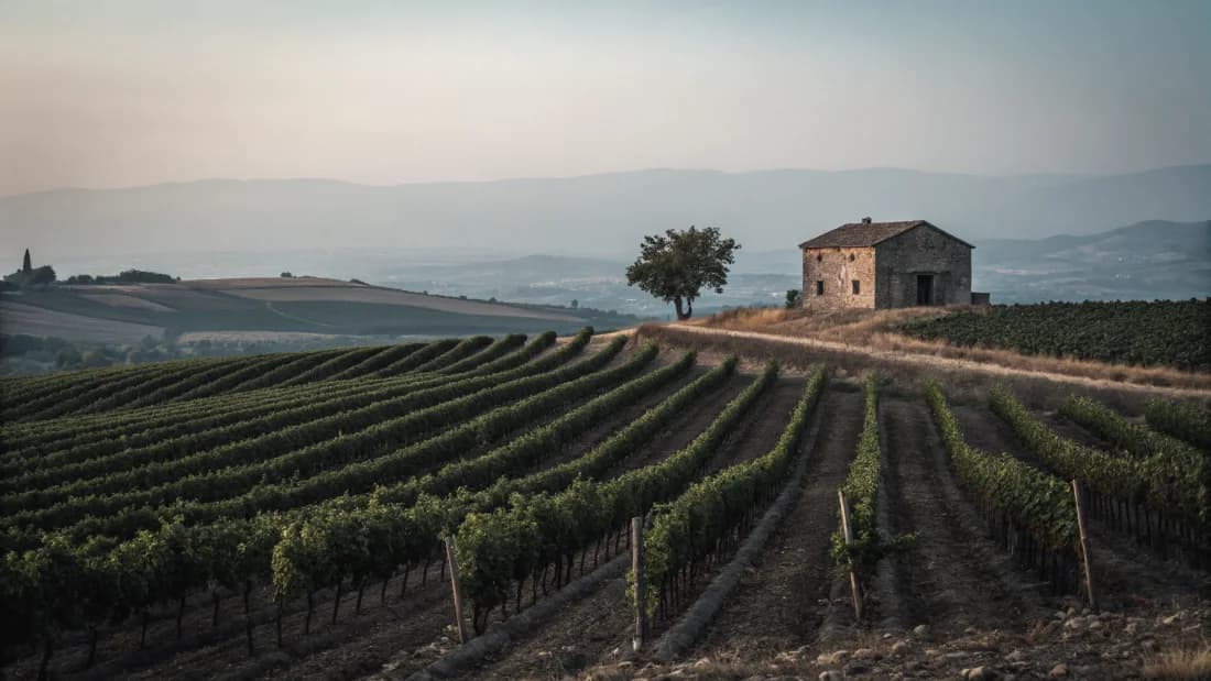 Vineyards of South-West (Sud-Ouest)