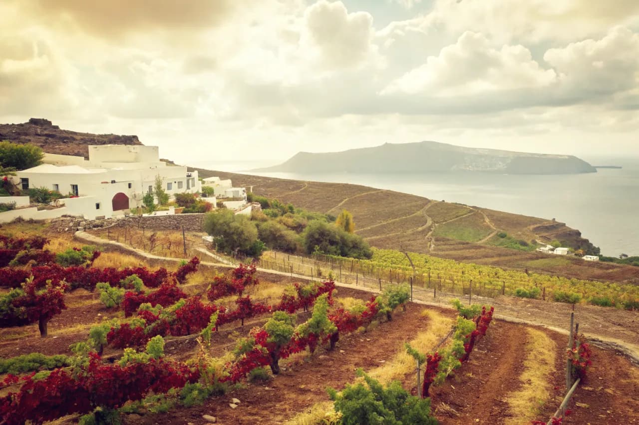 Paysage de vignobles de Grèce