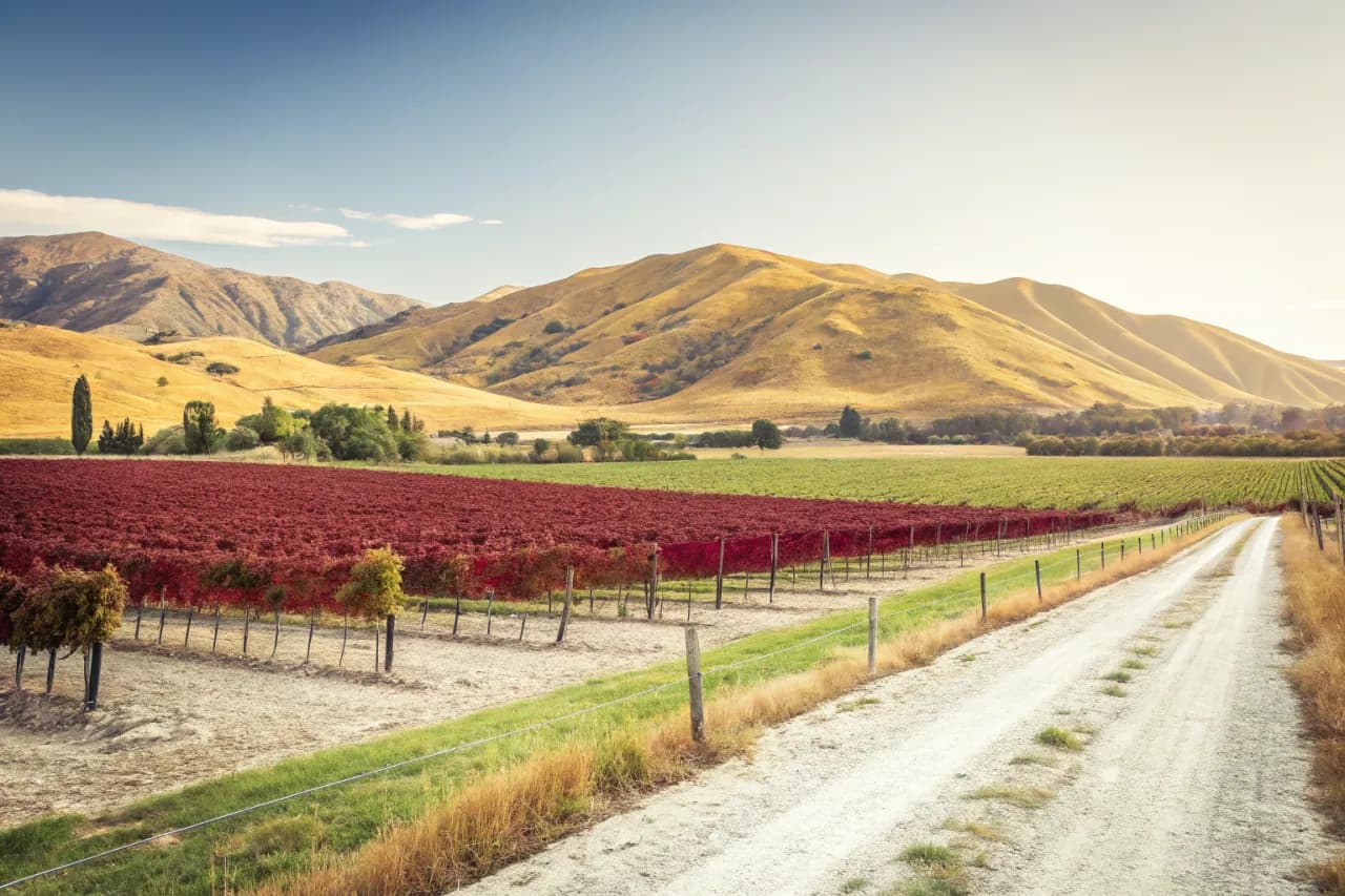 Vineyard landscape of New Zealand