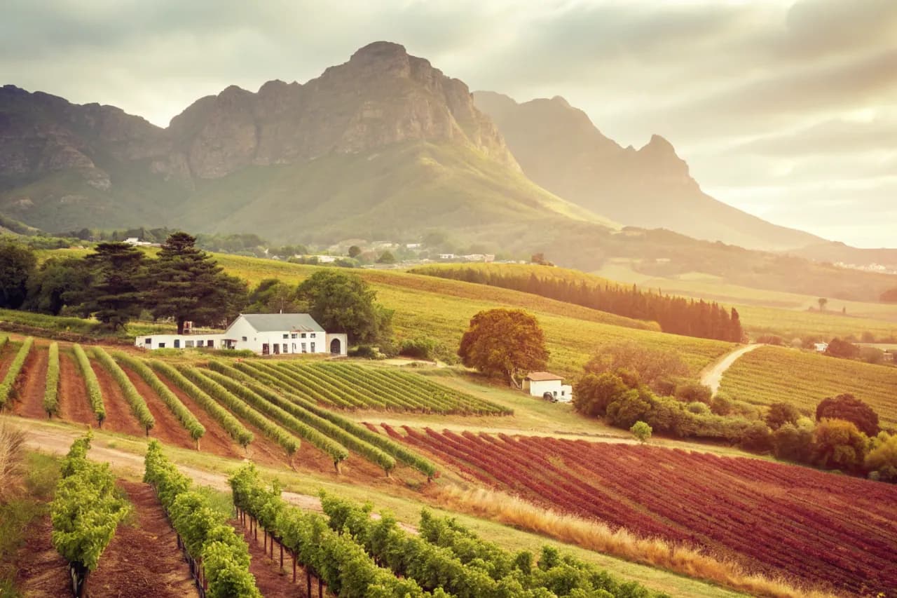 Paysage de vignobles de Afrique du Sud