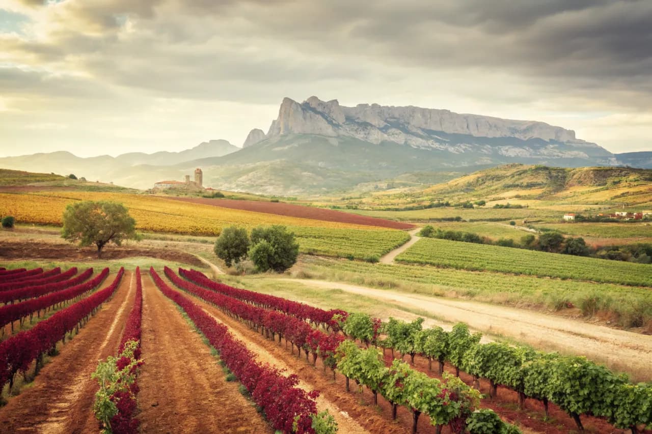 Vineyard landscape of Spain