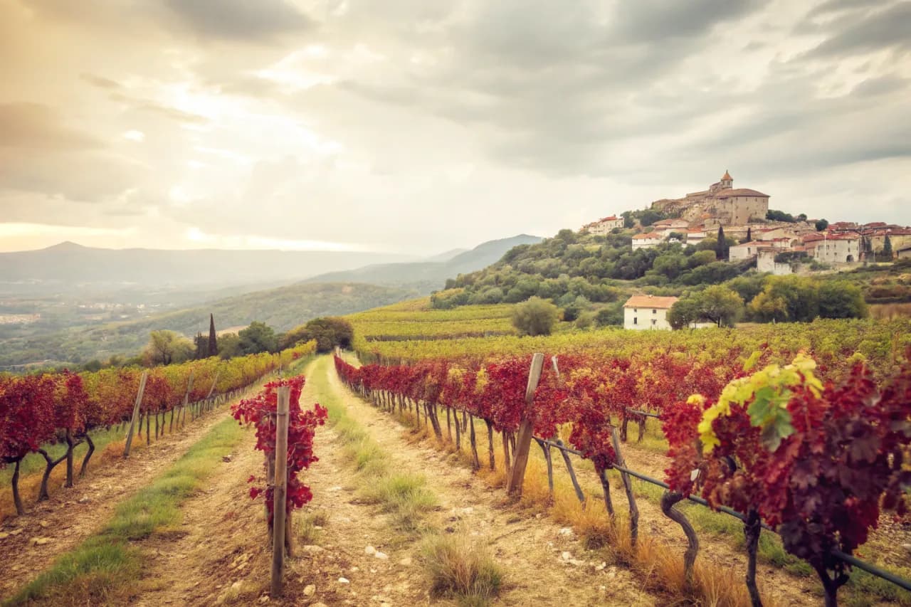Vignobles de Antoine Arena