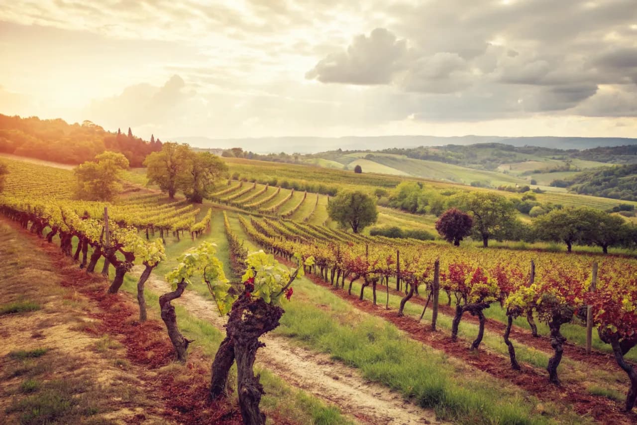 Vineyards of Arianna Occhipinti