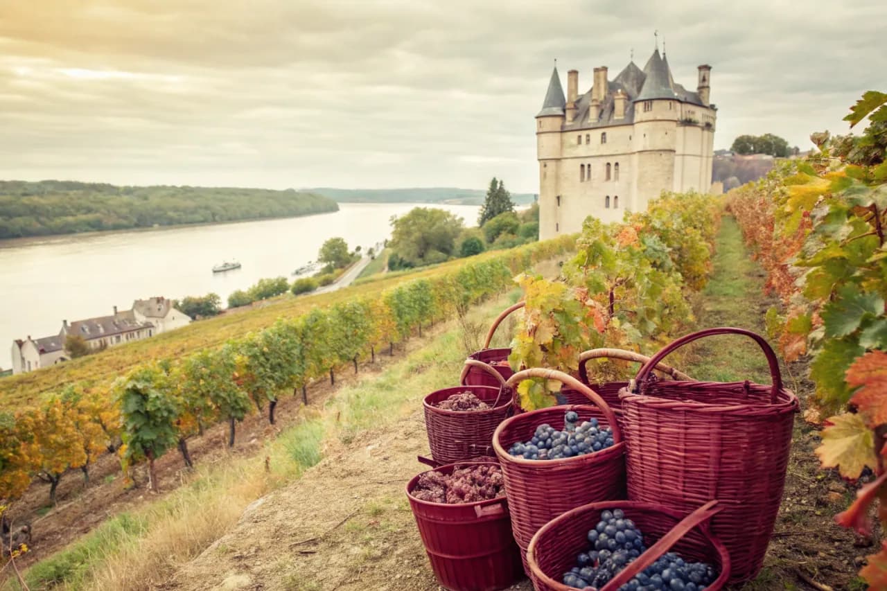 Vineyards of Domaine Bernard Baudry
