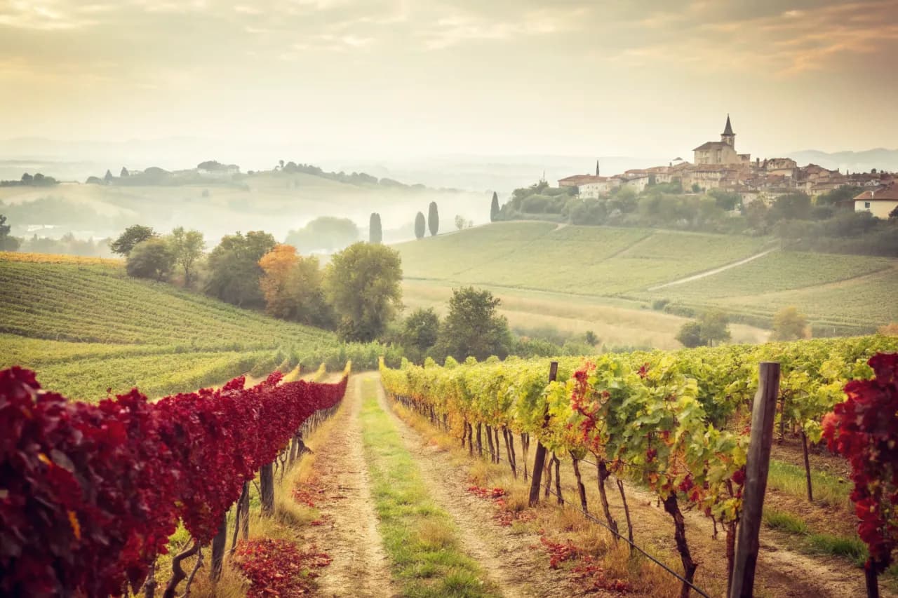 Vineyards of Bruno Giacosa