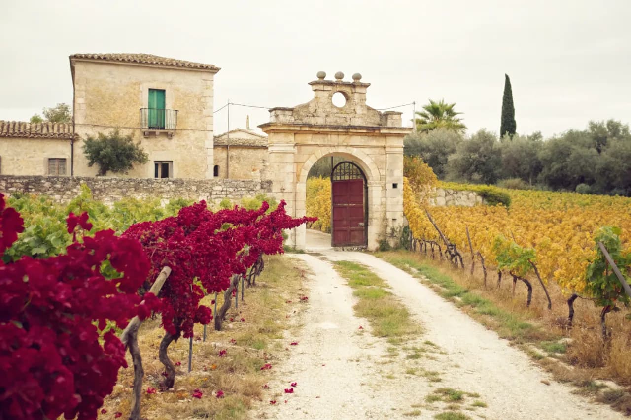 Vignobles de Cantele
