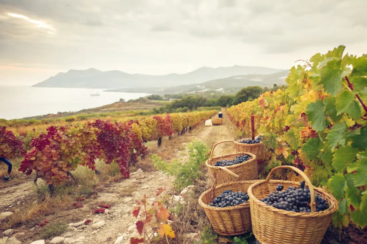 Vignobles de Capichera