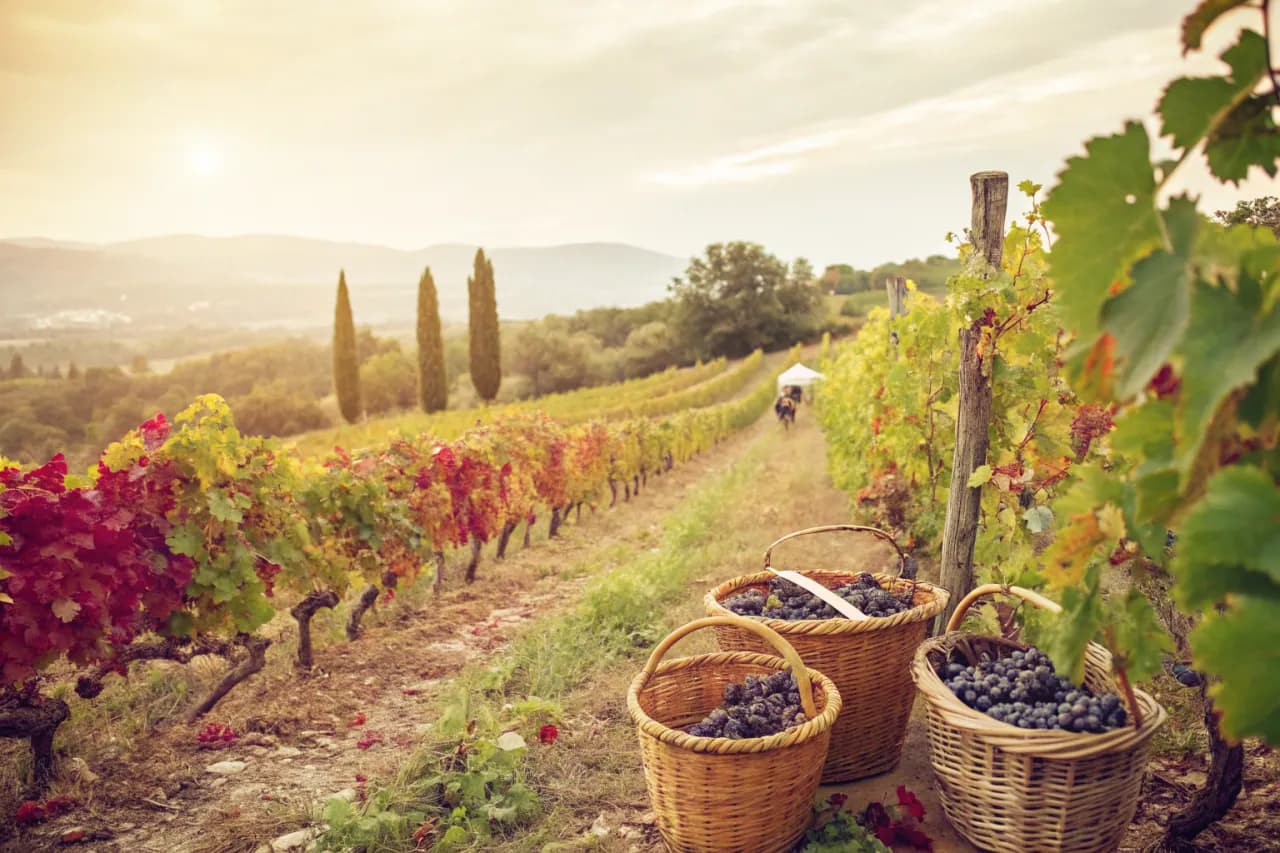 Vineyards of Château d'Esclans
