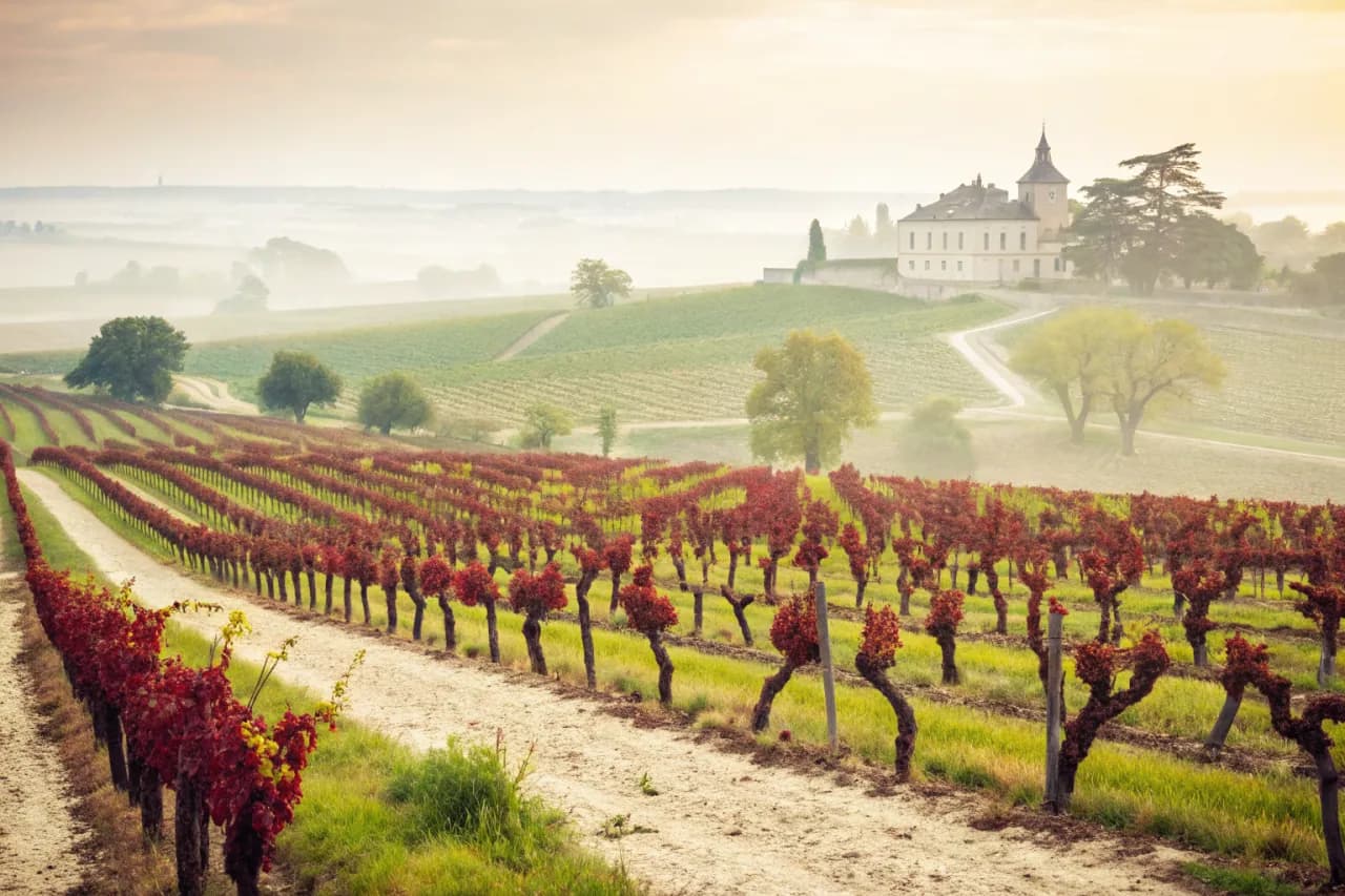 Vineyards of Château Lafite Rothschild