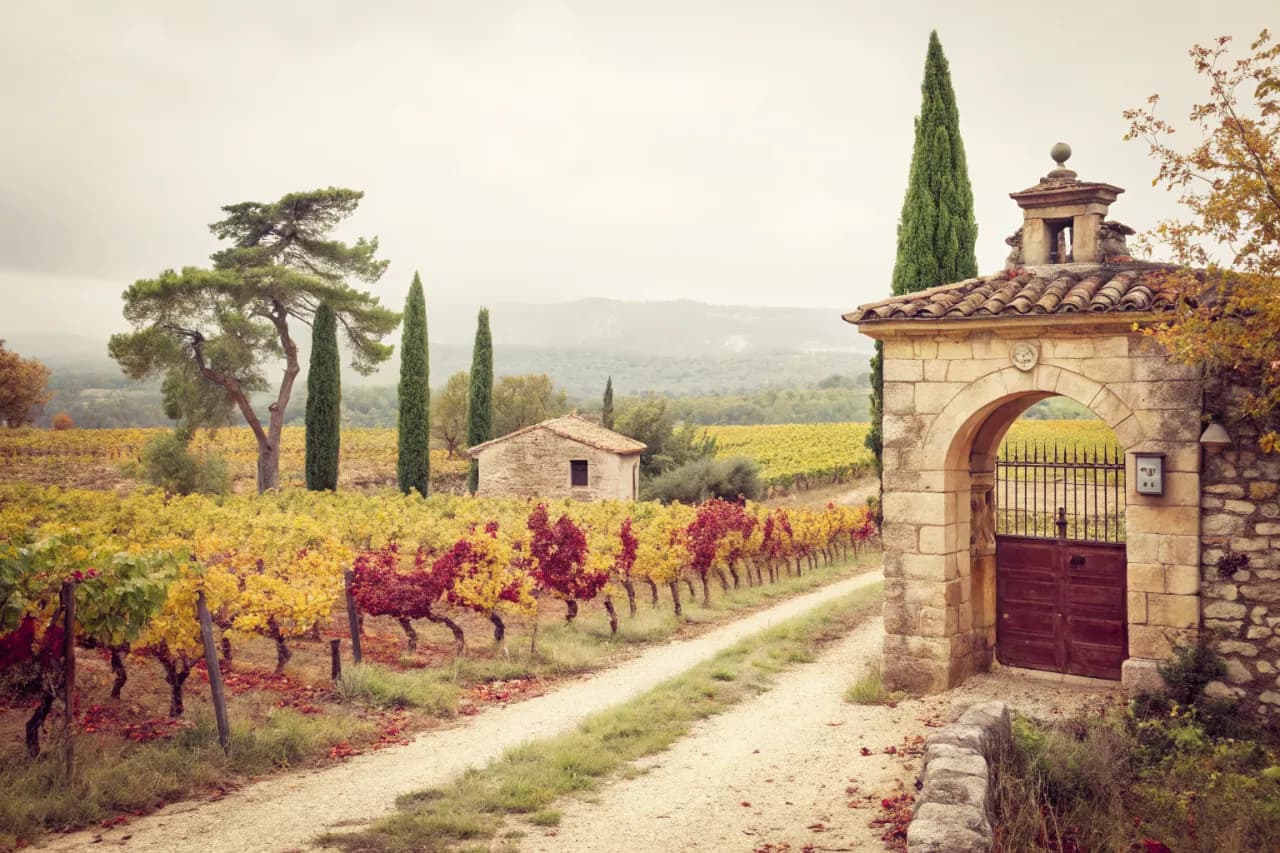 Vineyards of Château Vignelaure