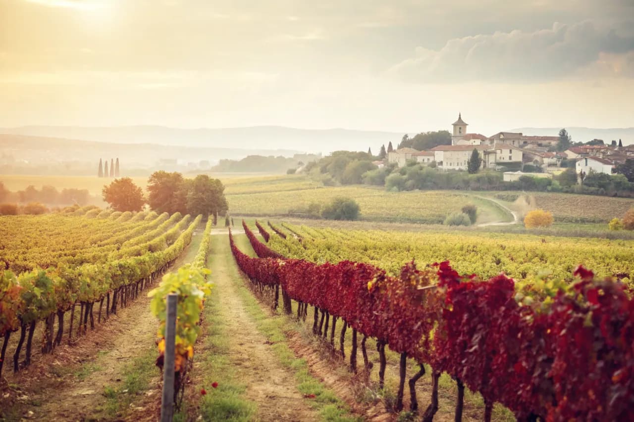 Vineyards of Concha y Toro (Don Melchor)