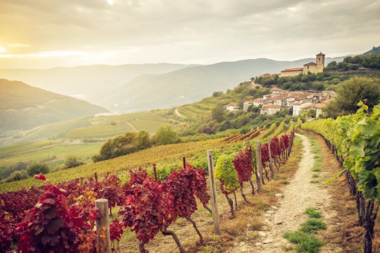 Vignobles de Descendientes de J. Palacios