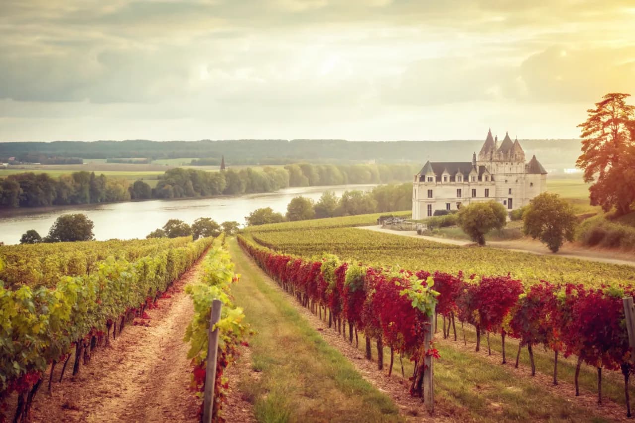 Vineyards of Didier Dagueneau