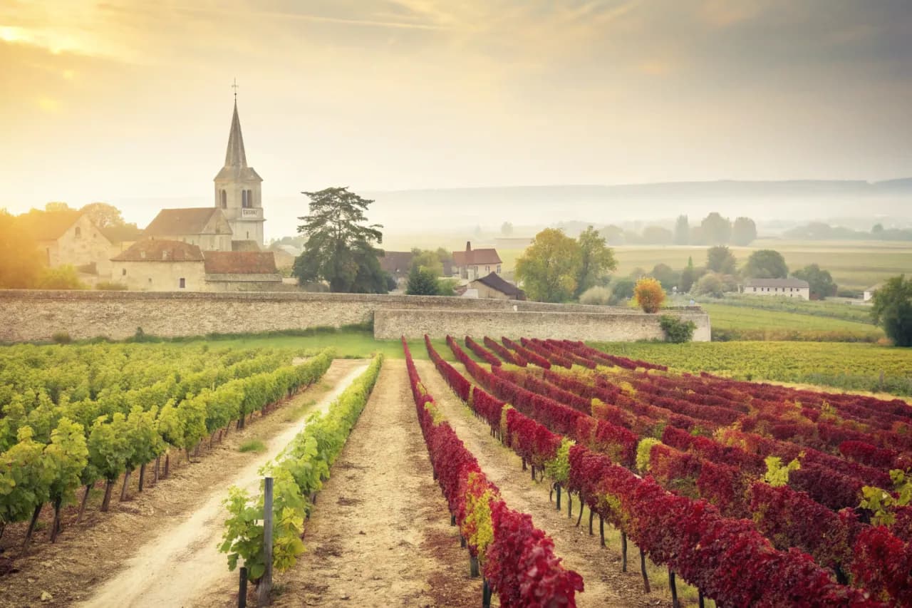 Vineyards of Domaine Coche-Dury