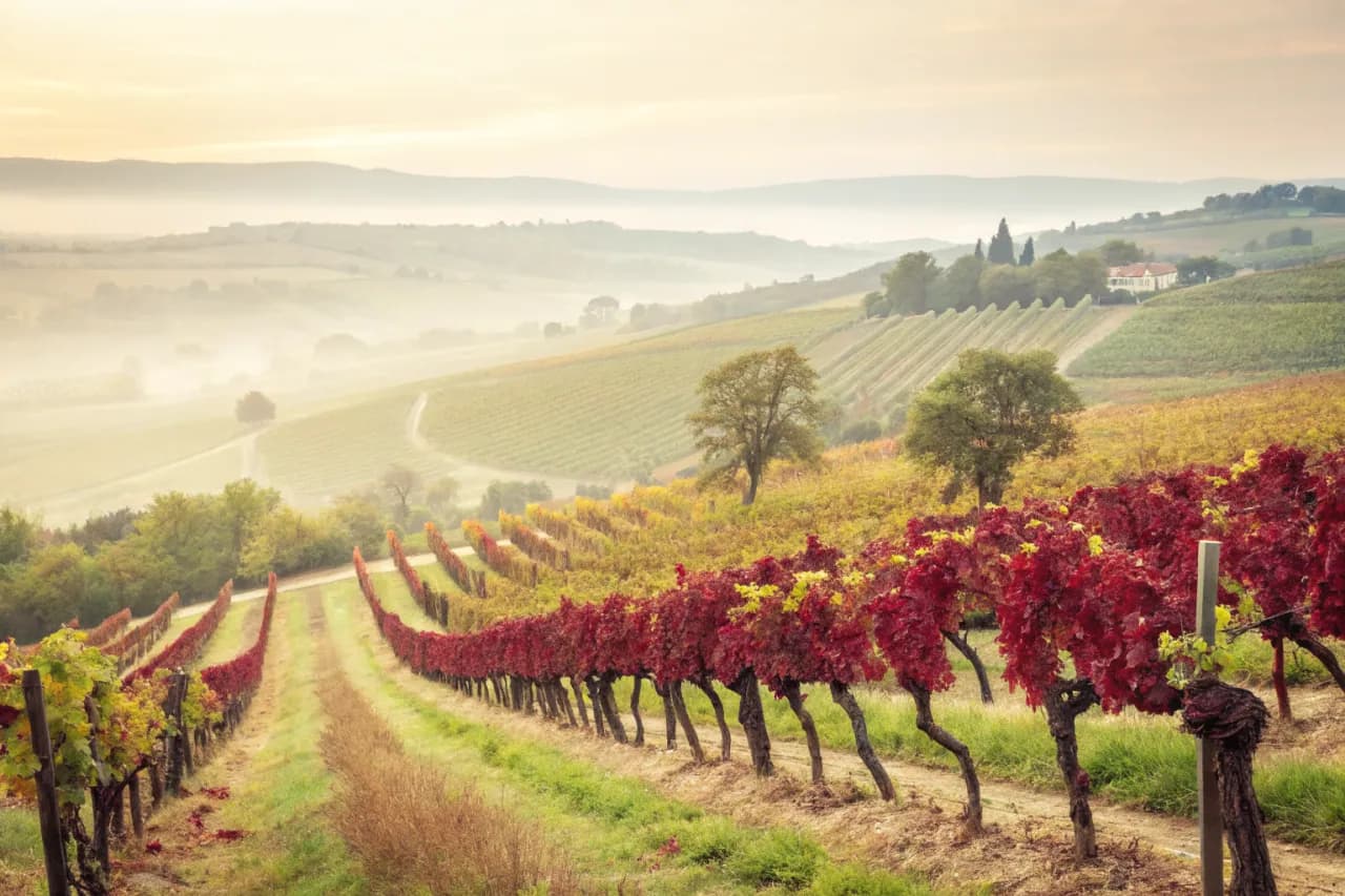 Vignobles de Domaine Drouhin Oregon