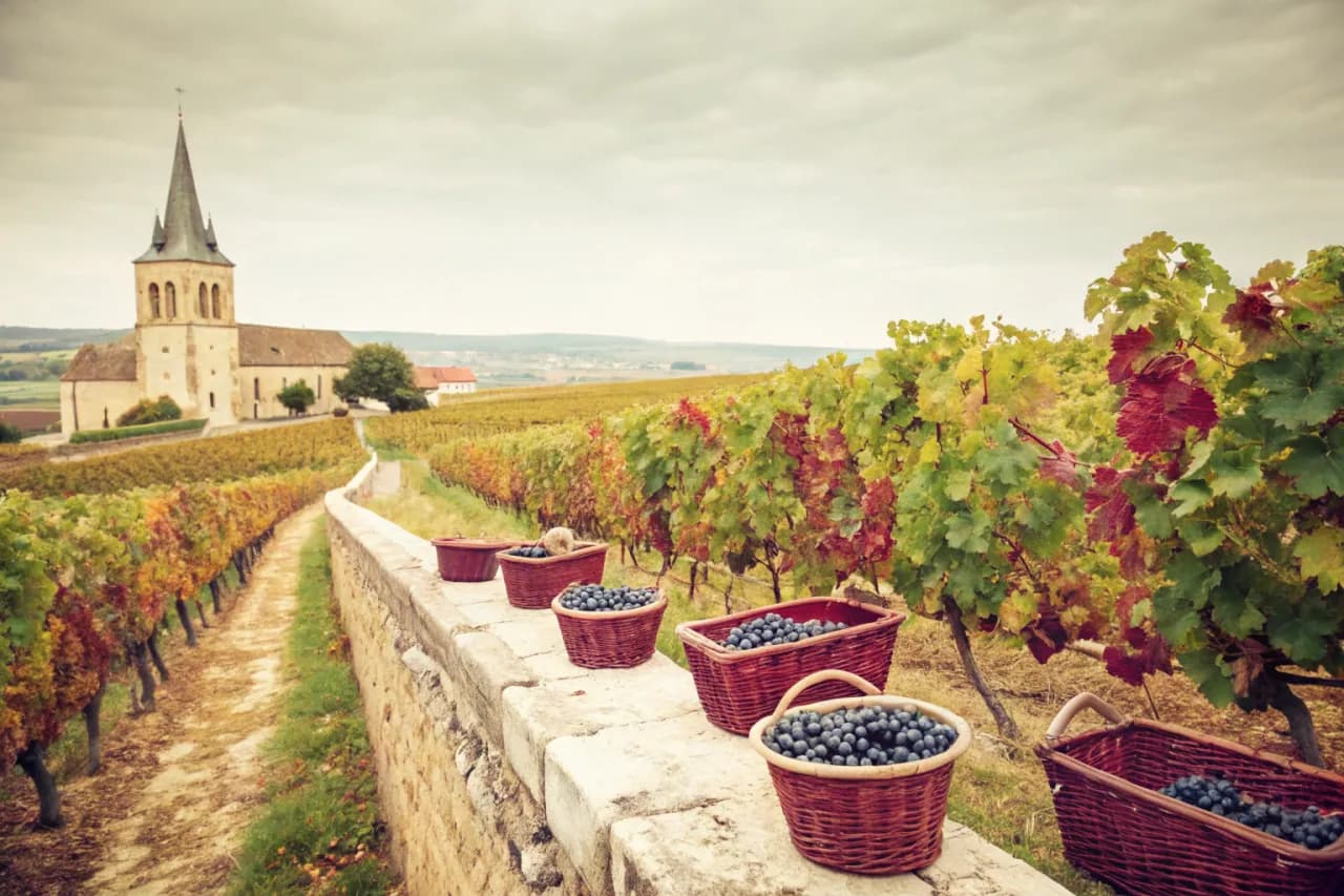 Vineyards of Domaine Leflaive