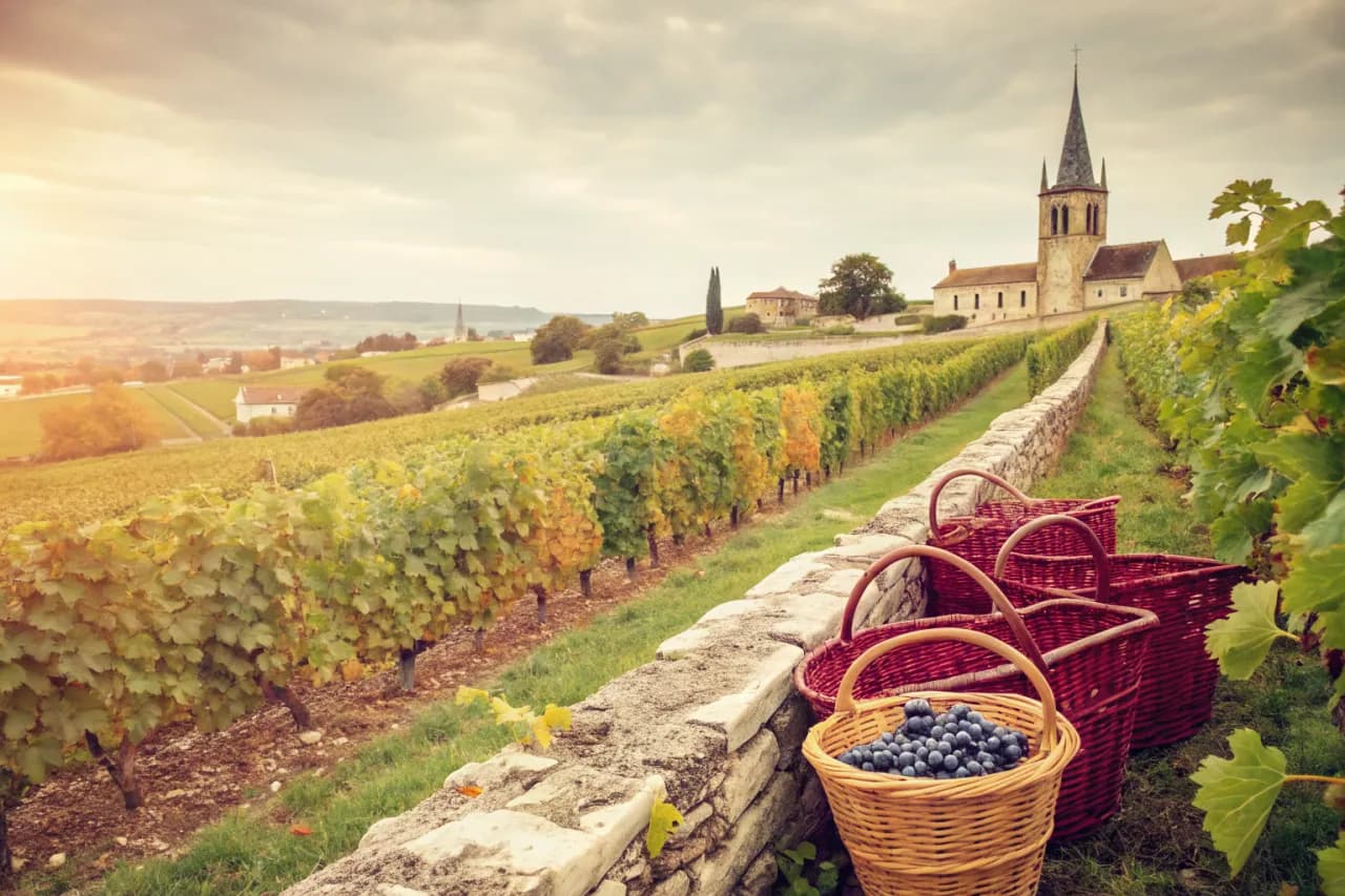 Vineyards of Domaine Marcel Lapierre
