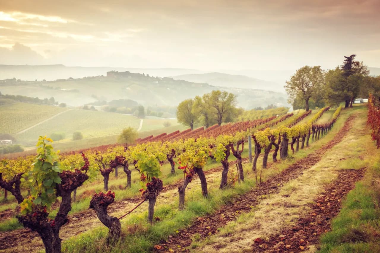 Vineyards of Domaine Sigalas
