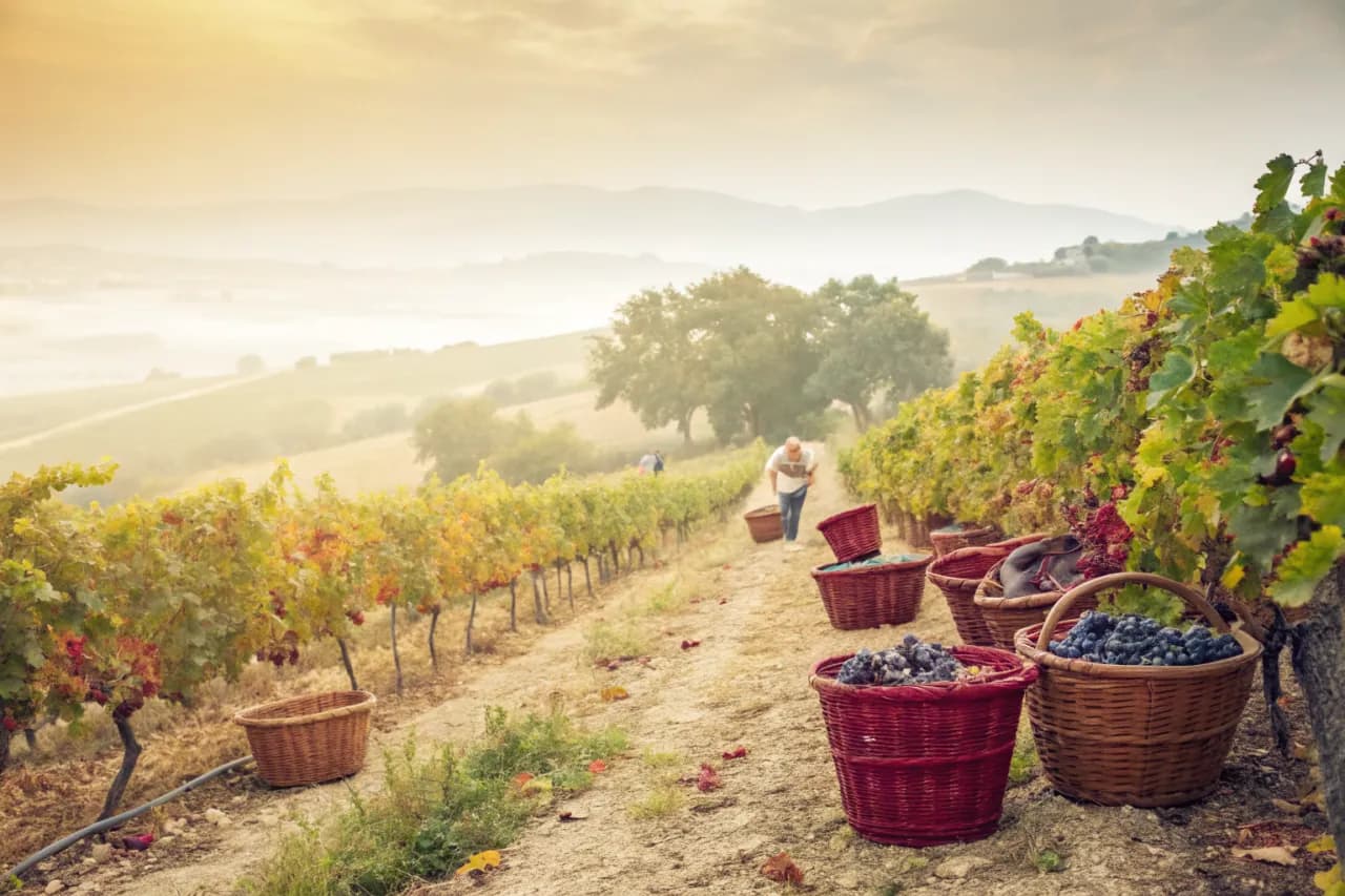 Vignobles de Domaines Lupier
