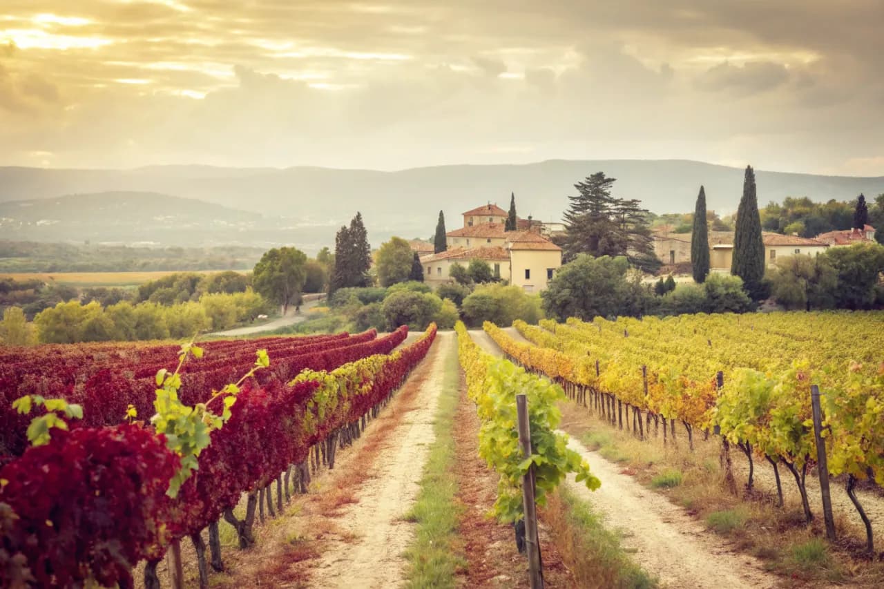 Vineyards of Domaines Ott