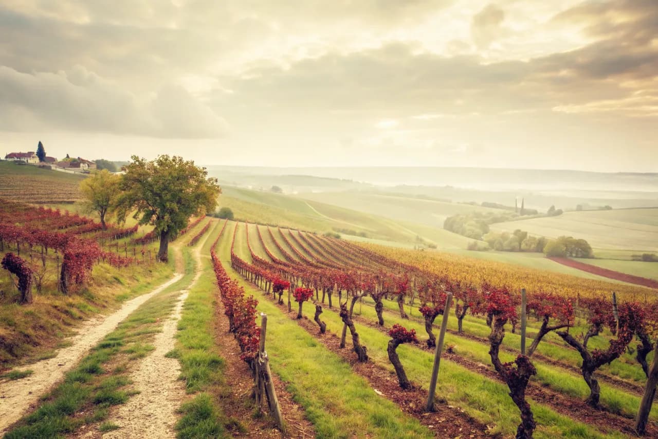 Vineyards of Egly-Ouriet