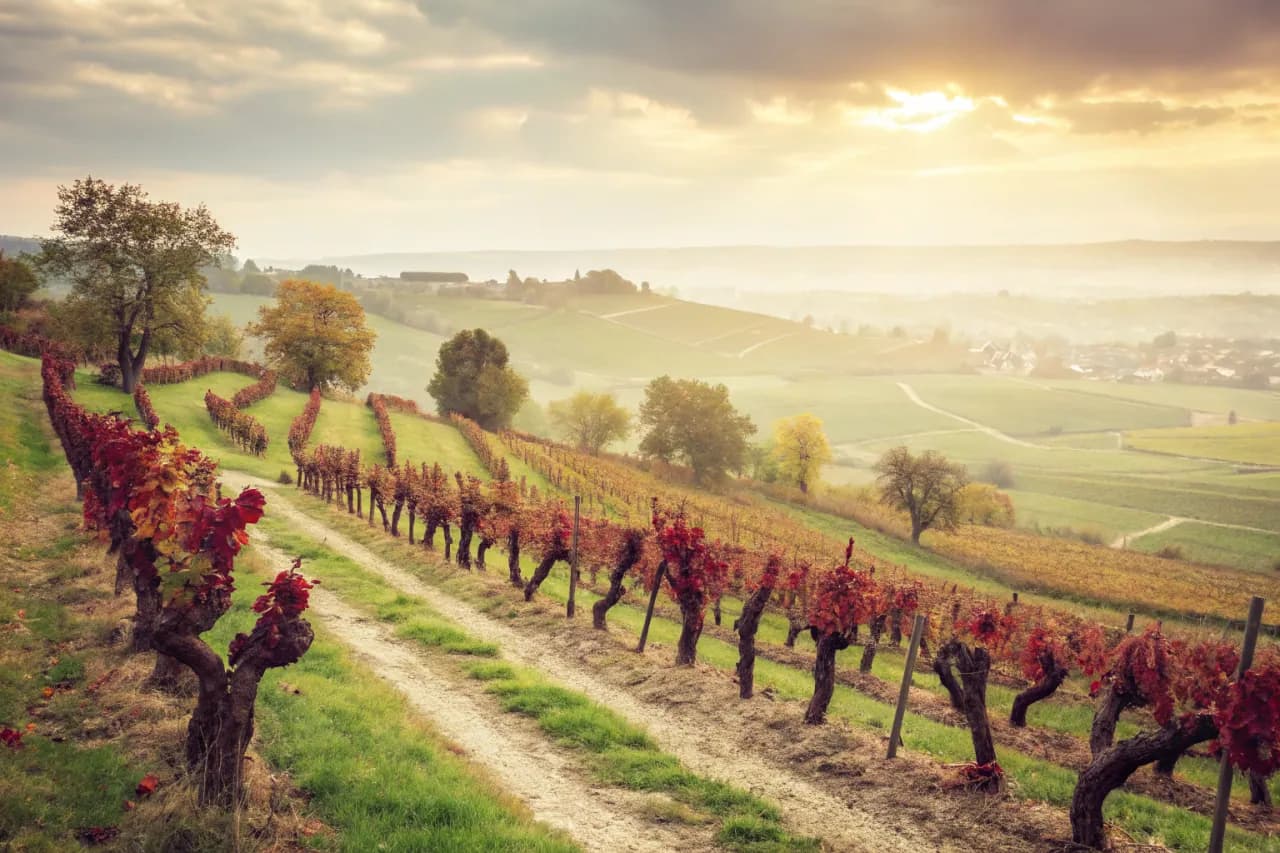 Vineyards of Egon Müller (Scharzhof)