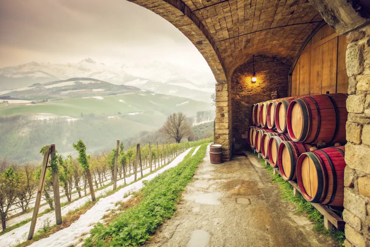 Vineyards of Emidio Pepe