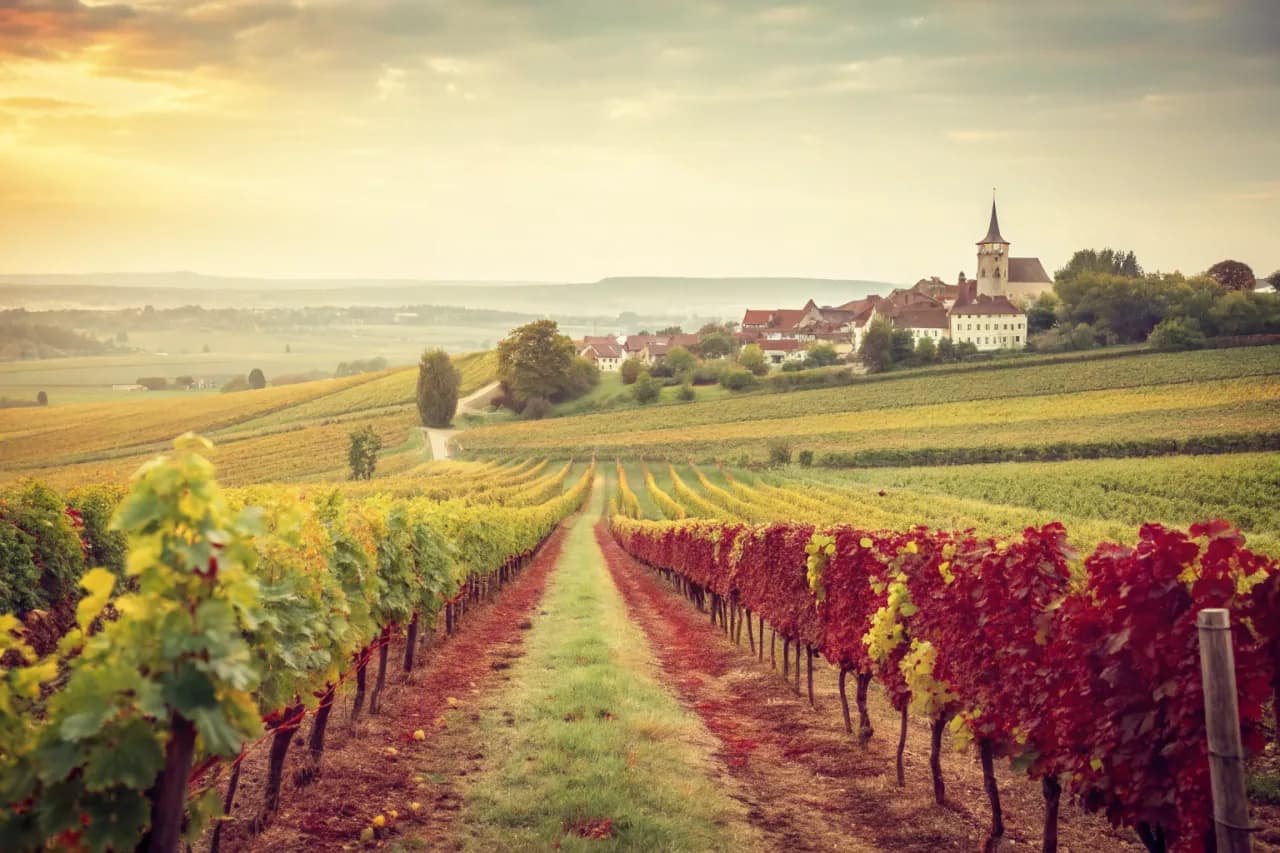 Vignobles de Fritz Haag
