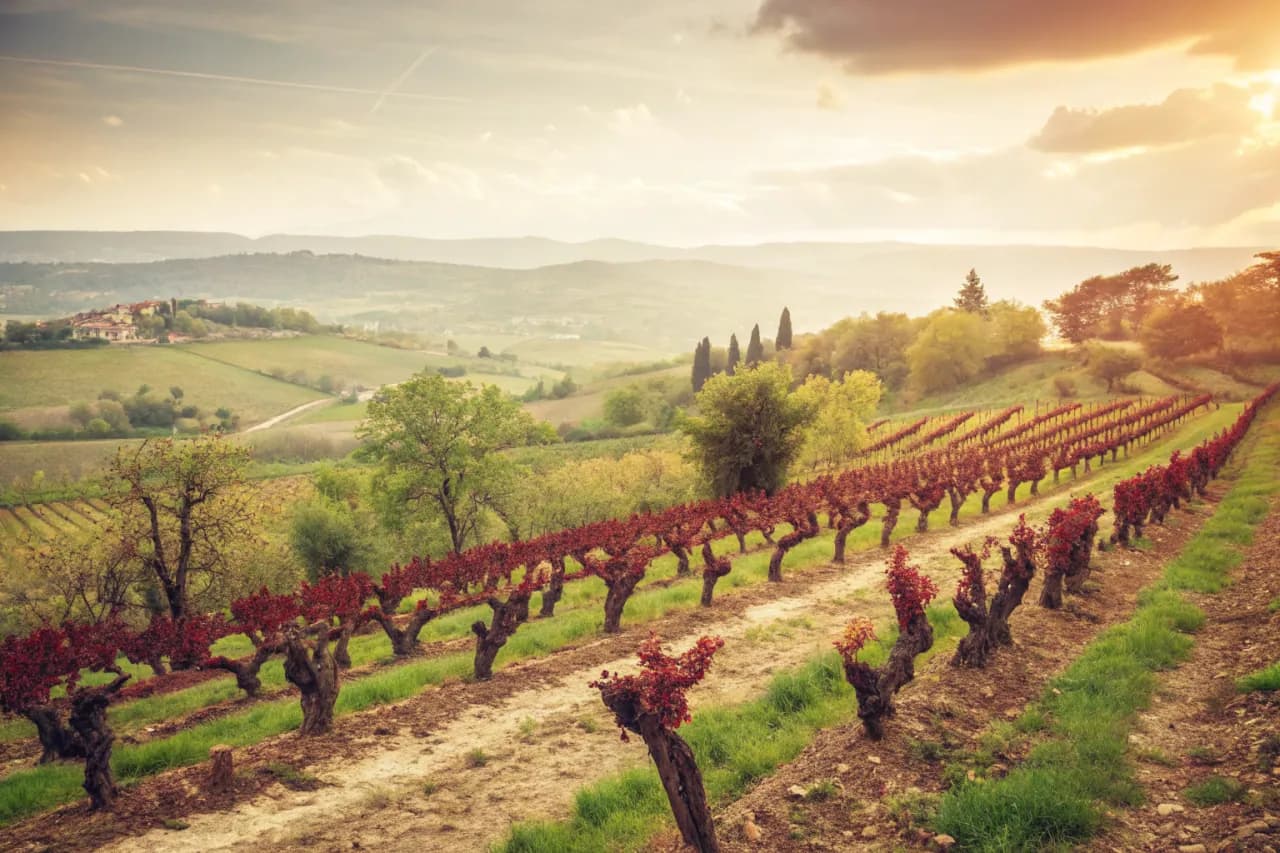 Vignobles de Gaia Estate