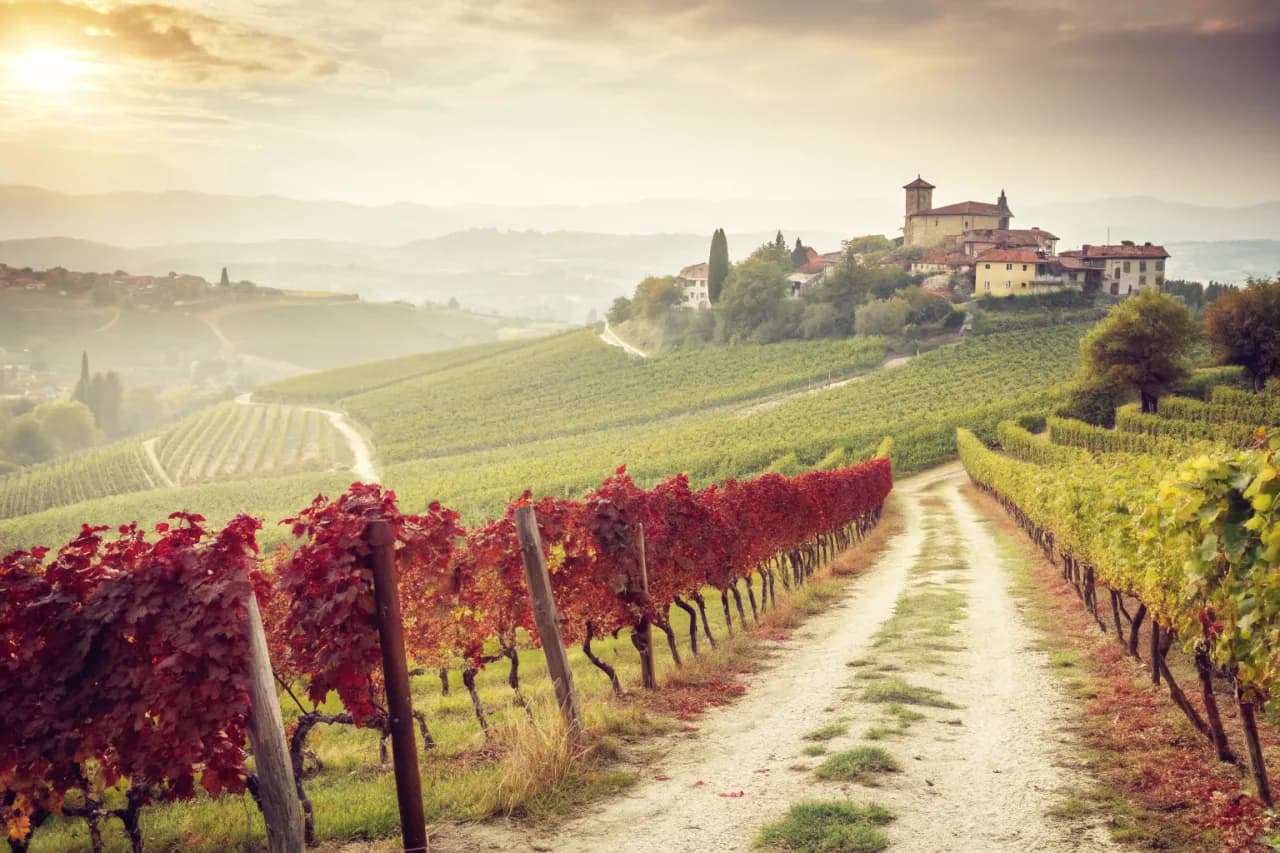 Vineyards of Gaja