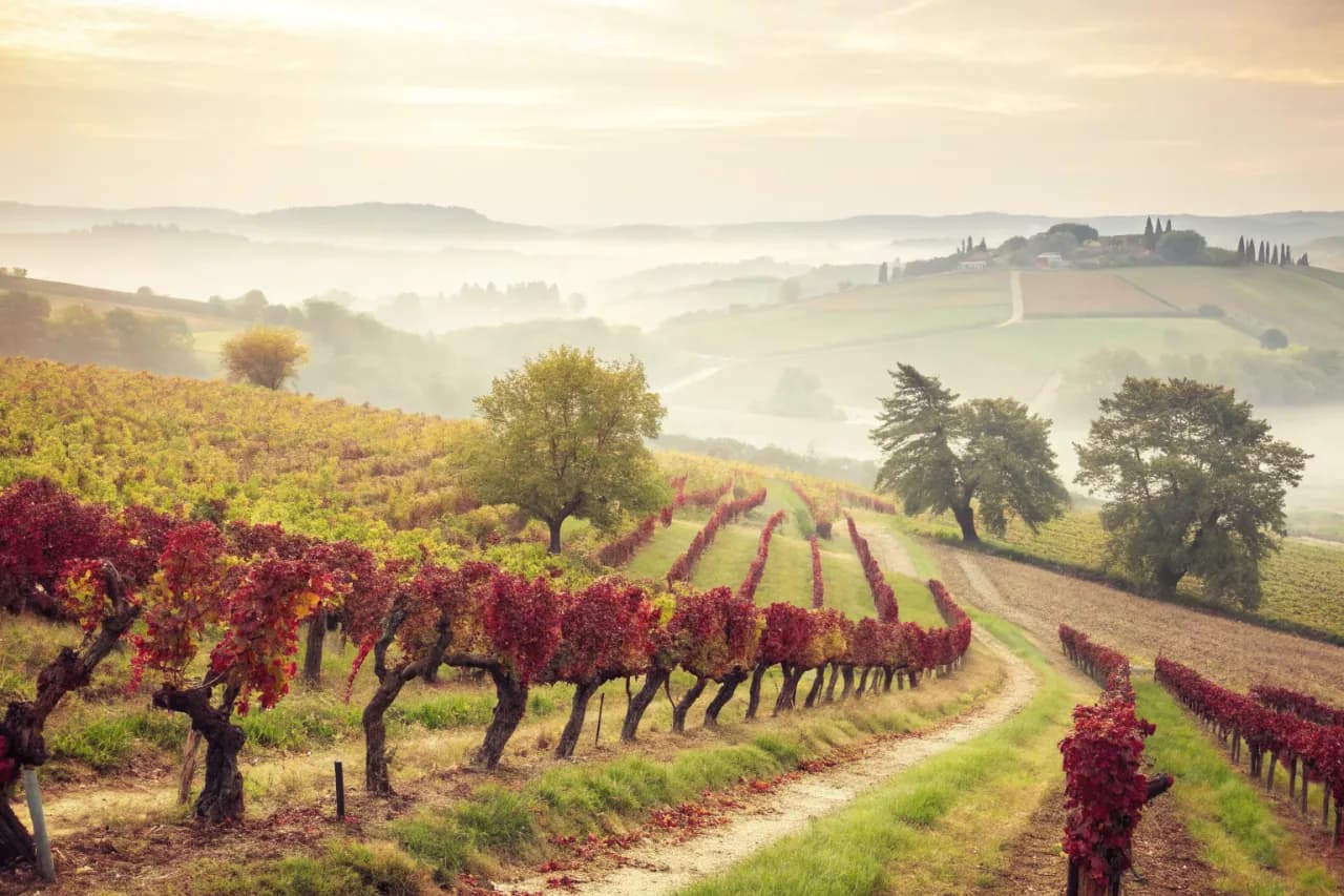 Vineyards of Ktima Gerovassiliou