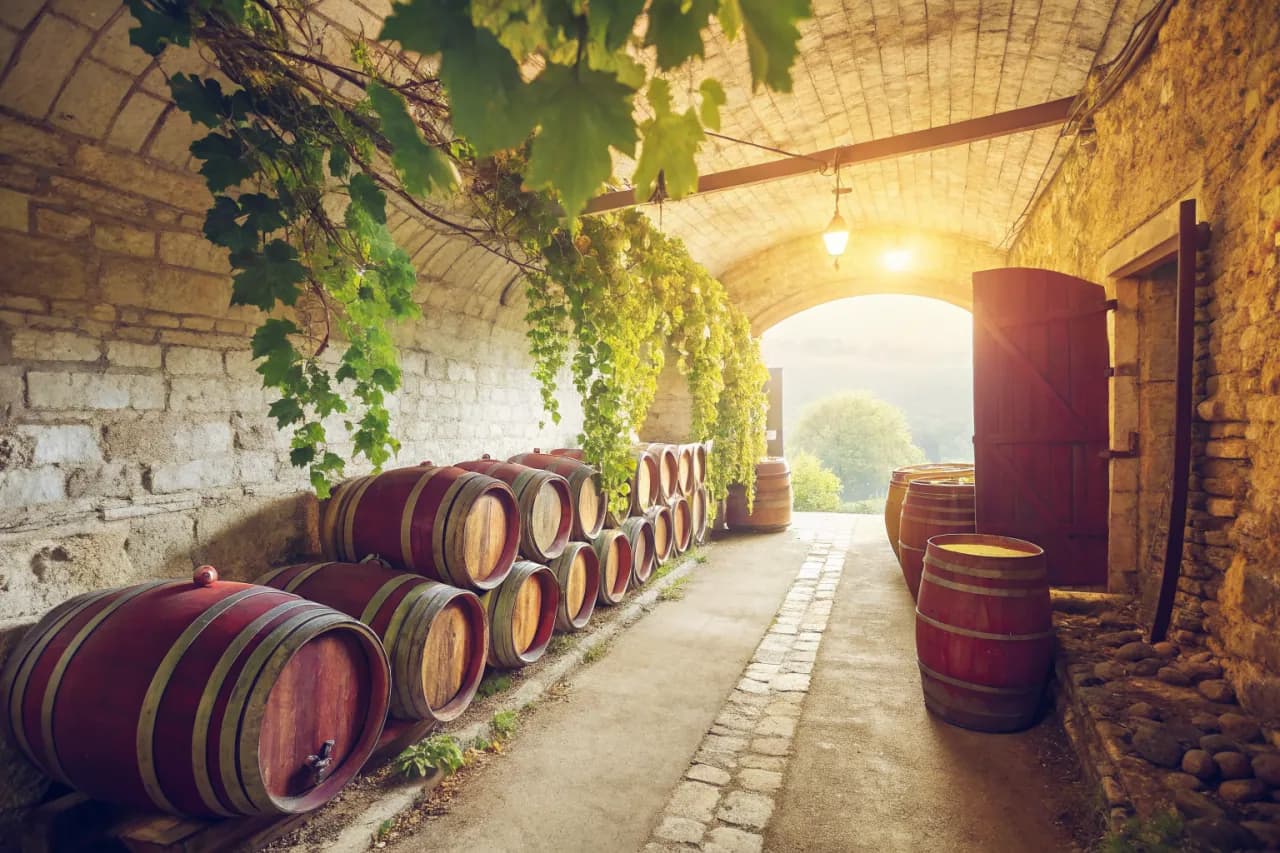 Vineyards of Gravner