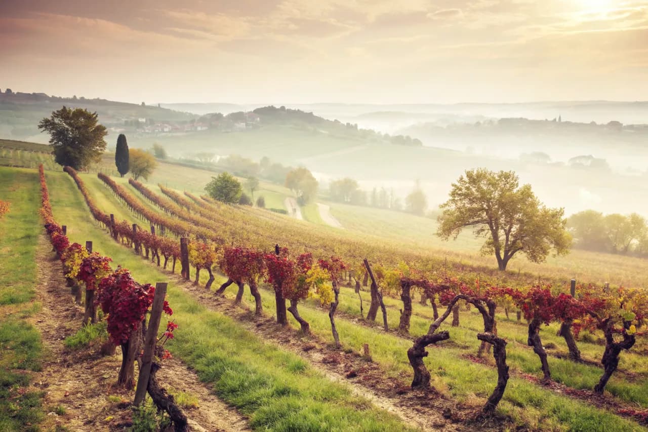 Vineyards of Greywacke