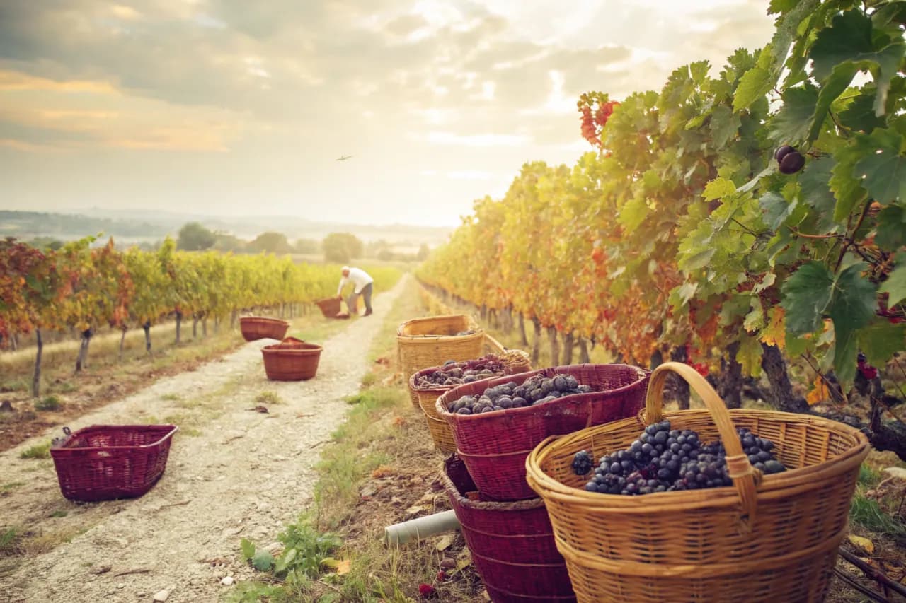 Vignobles de Lapostolle