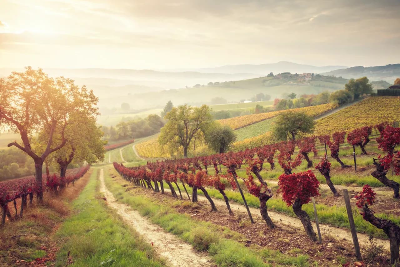 Vineyards of R. López de Heredia
