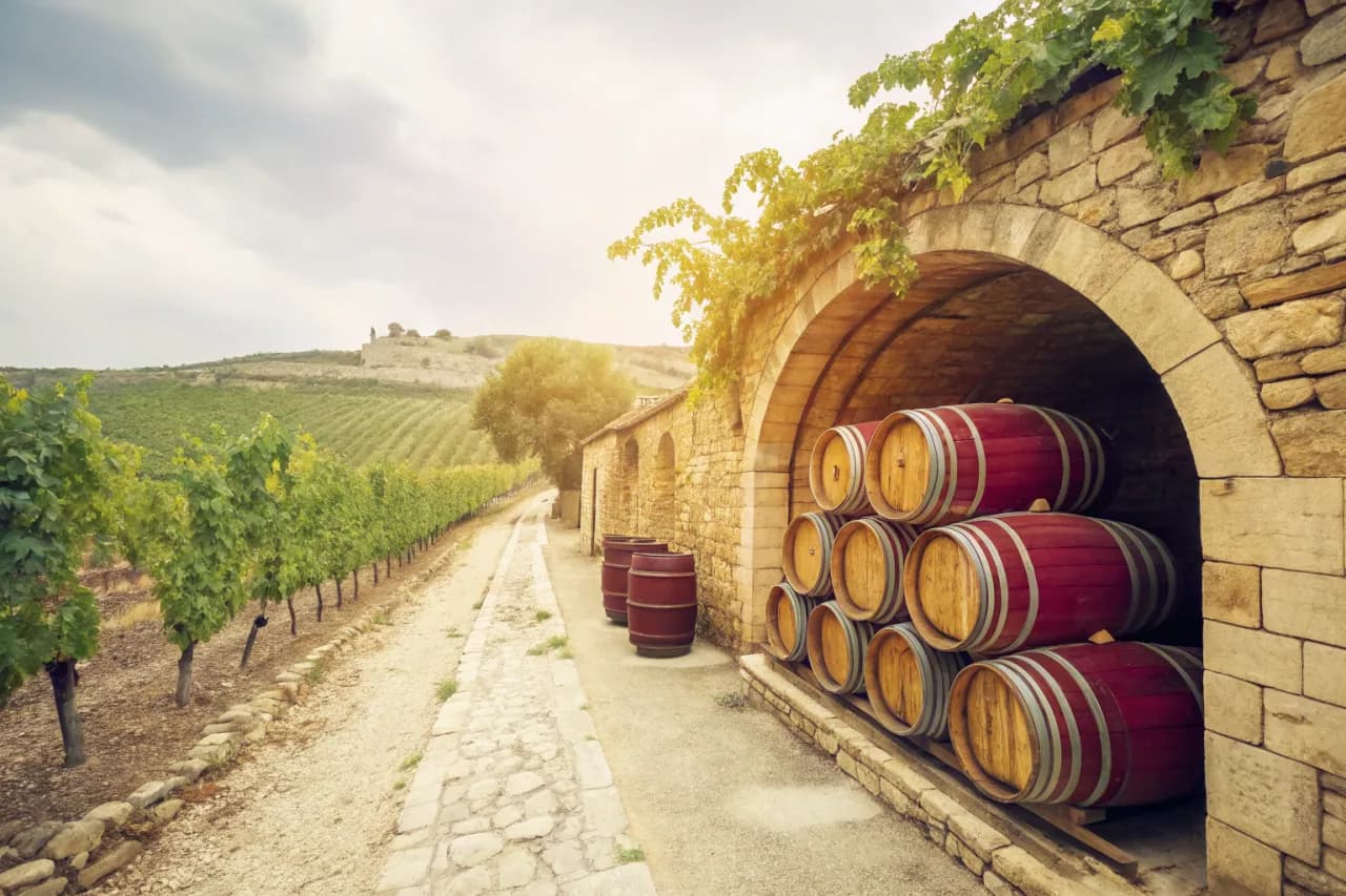 Vineyards of Mas Amiel