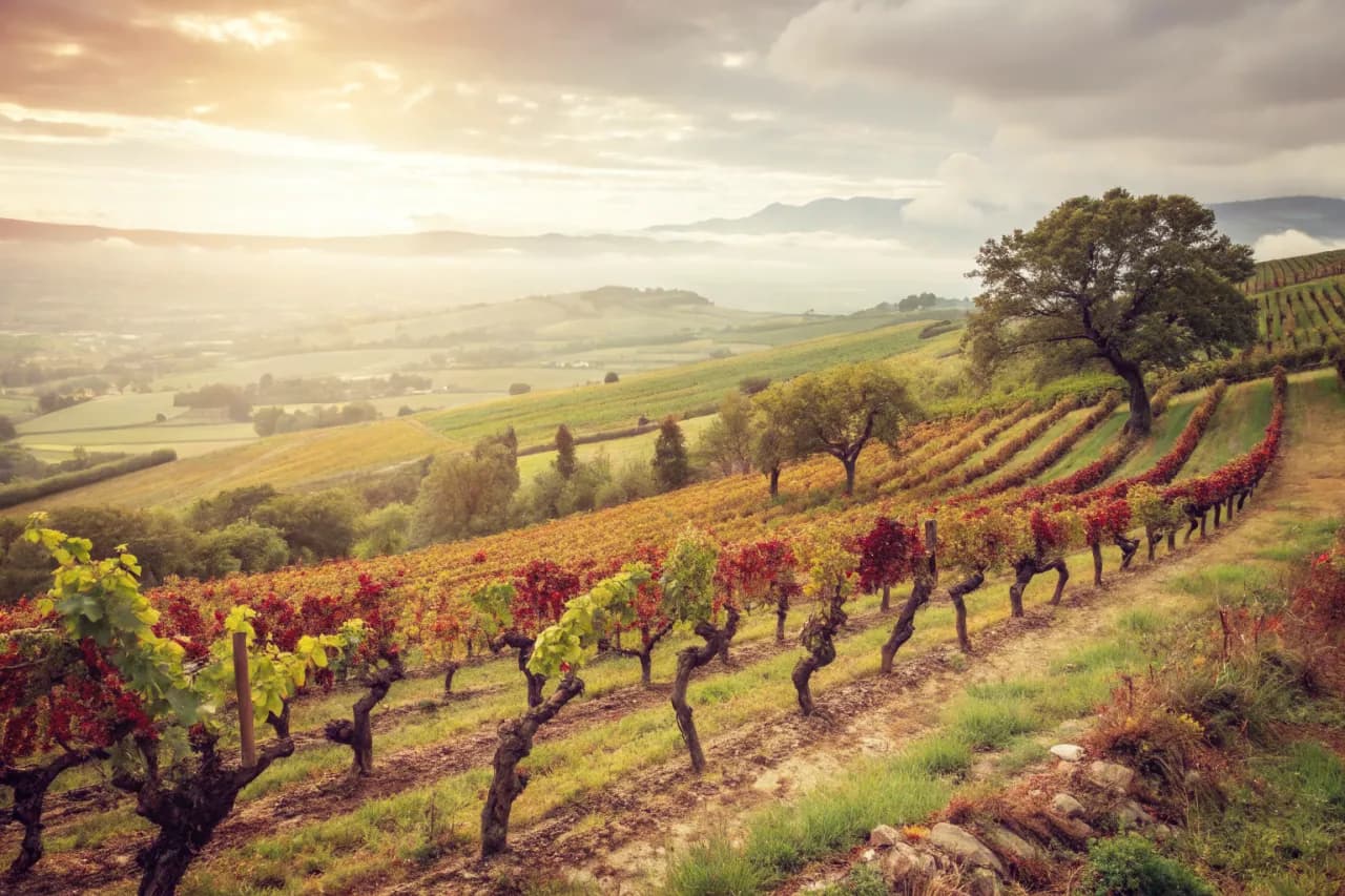 Vignobles de Mullineux