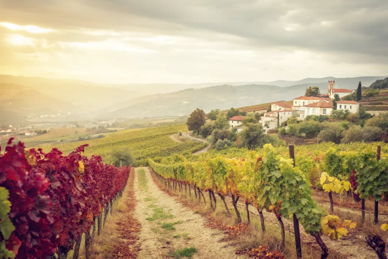 Vineyards of Niepoort