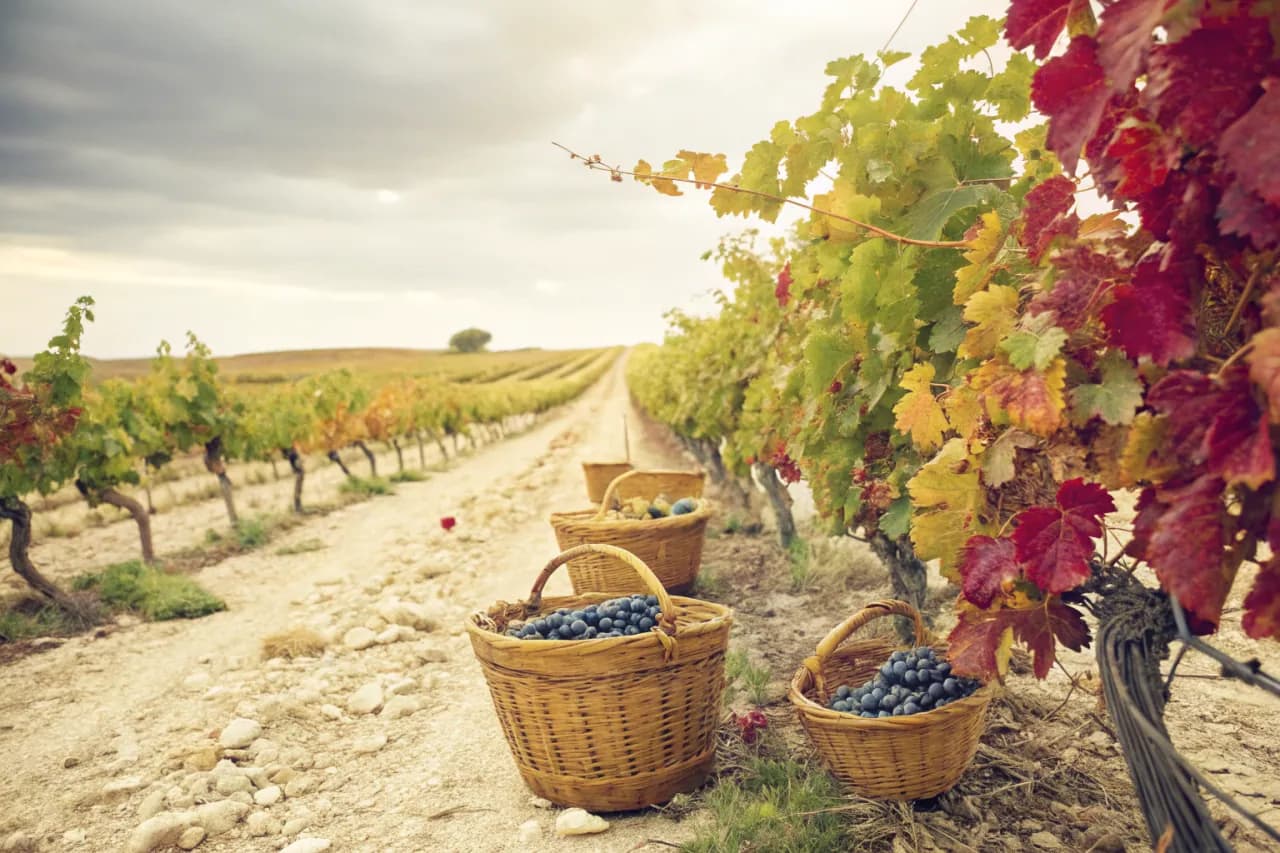 Vignobles de Numanthia