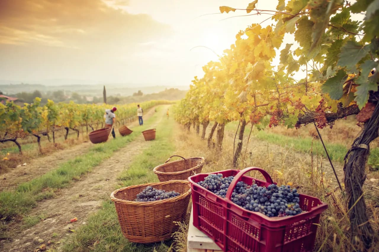 Vineyards of Ornellaia
