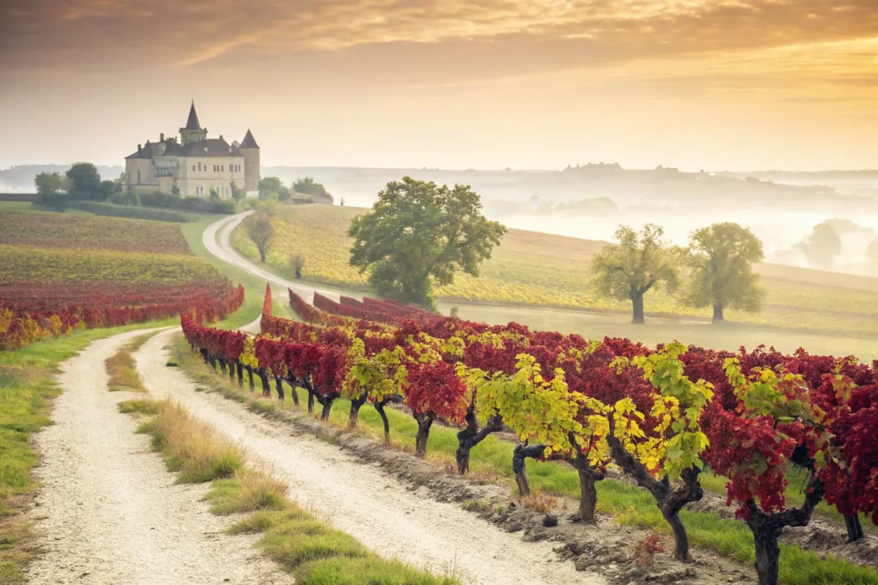 Vineyards of Pétrus