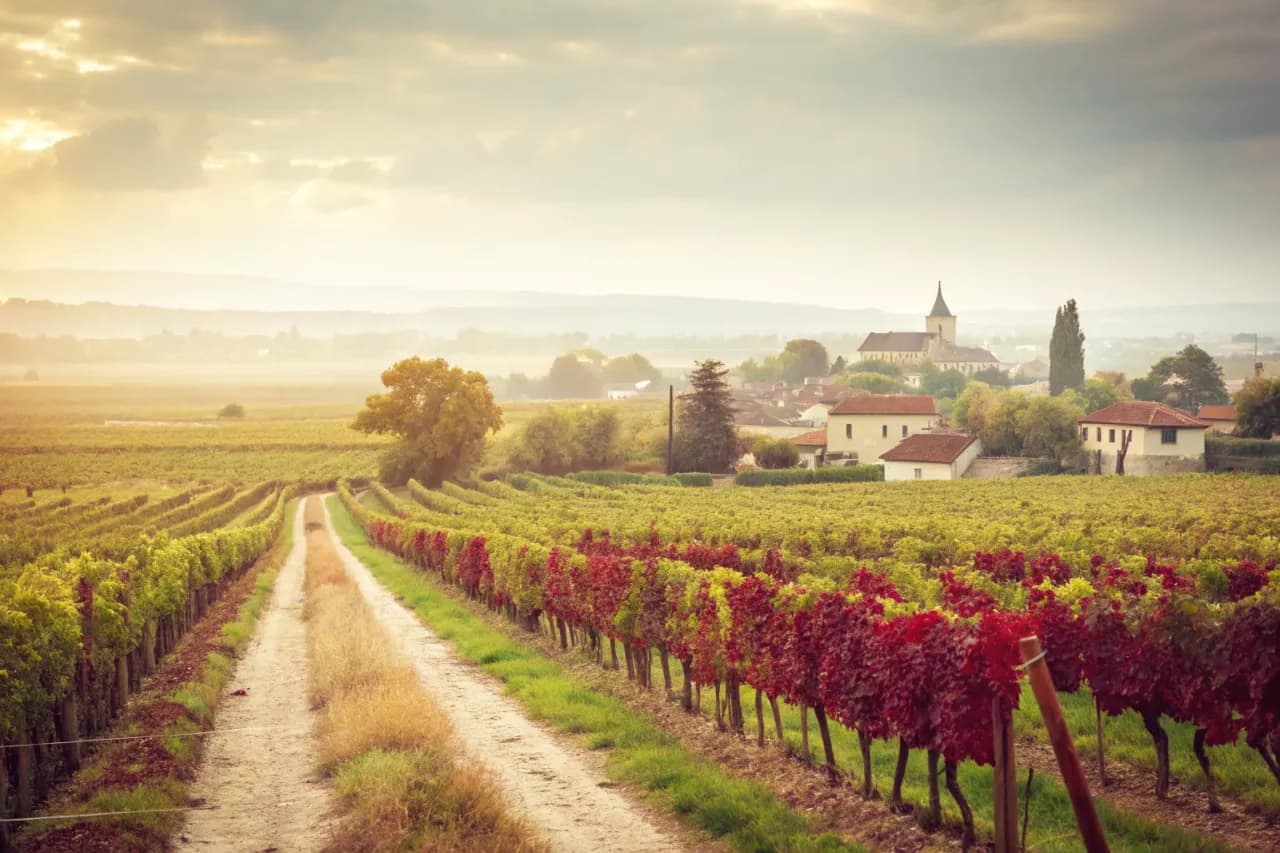 Vignobles de Pisano