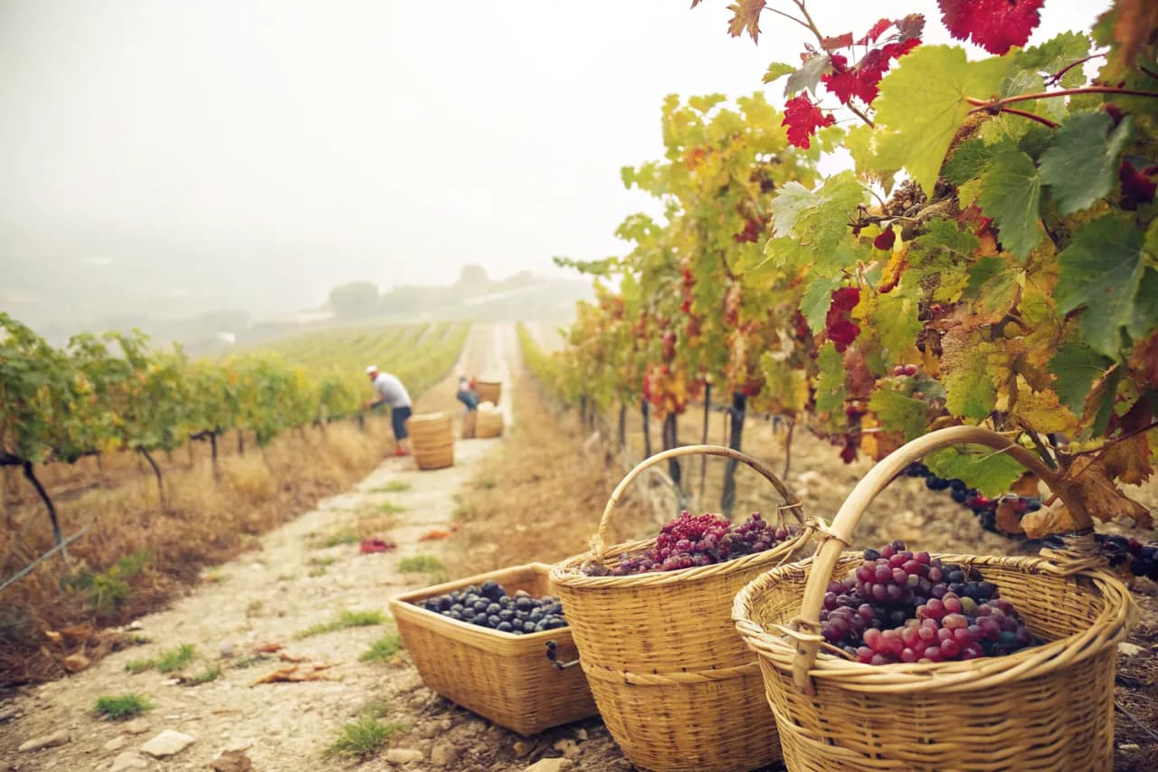 Vineyards of Quinta do Vale Meão