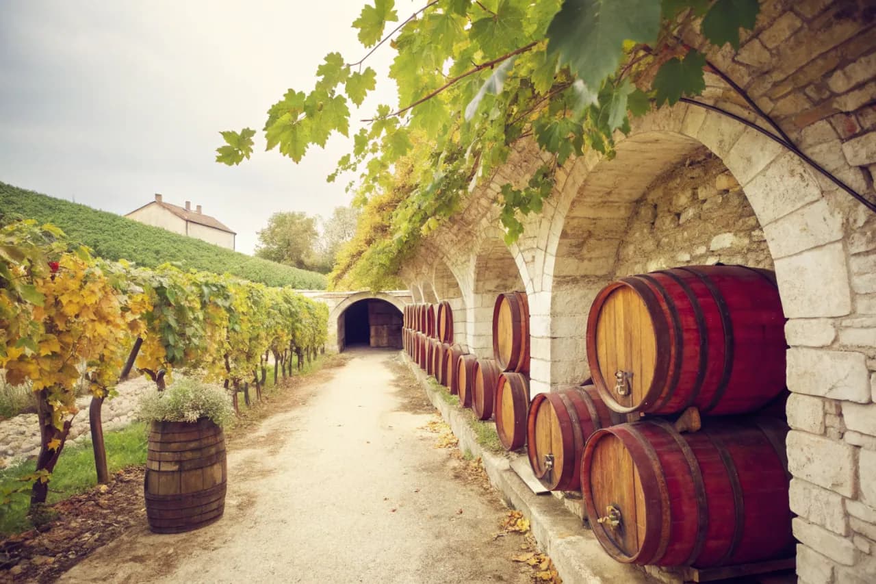 Vineyards of Radikon