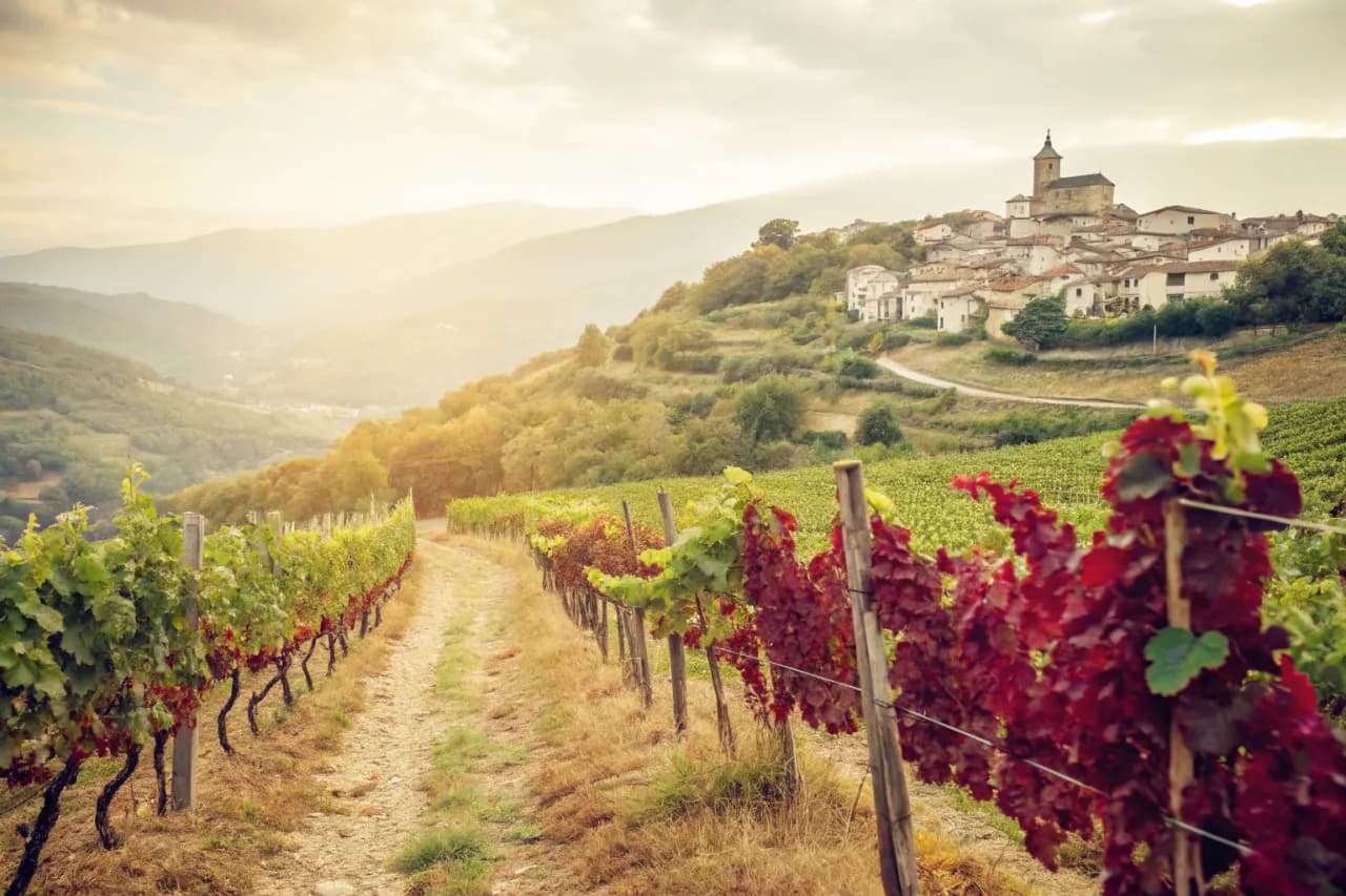 Vineyards of Raúl Pérez