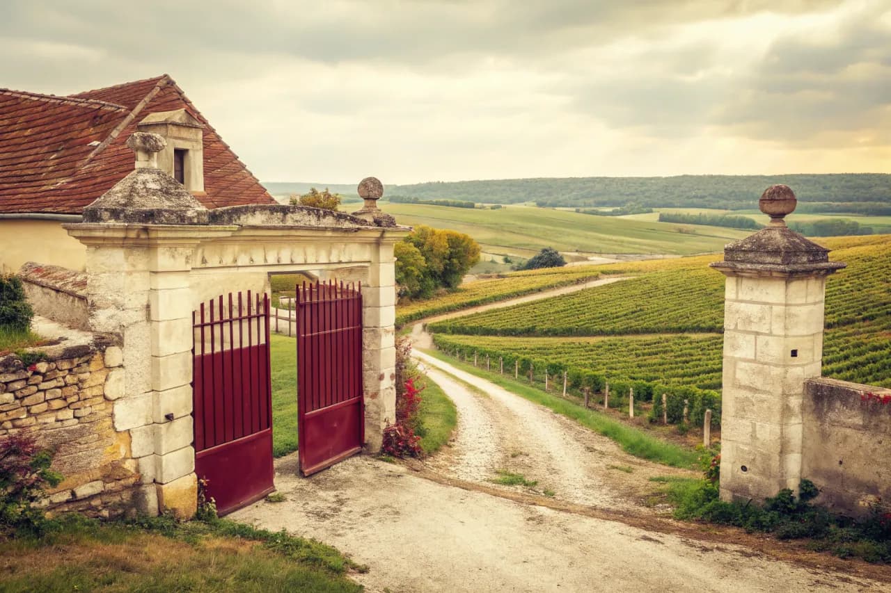 Vineyards of Salon