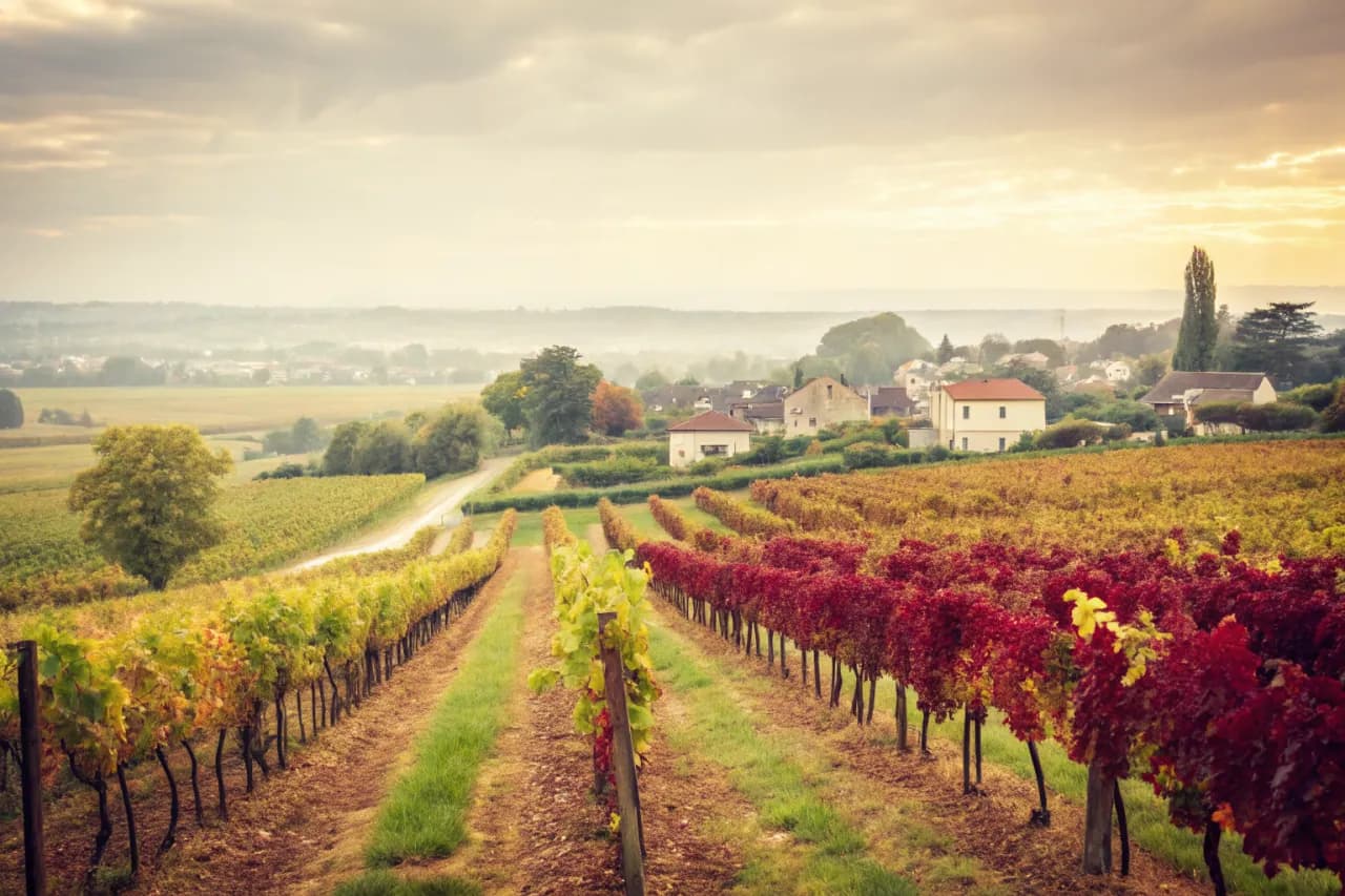 Vignobles de Screaming Eagle