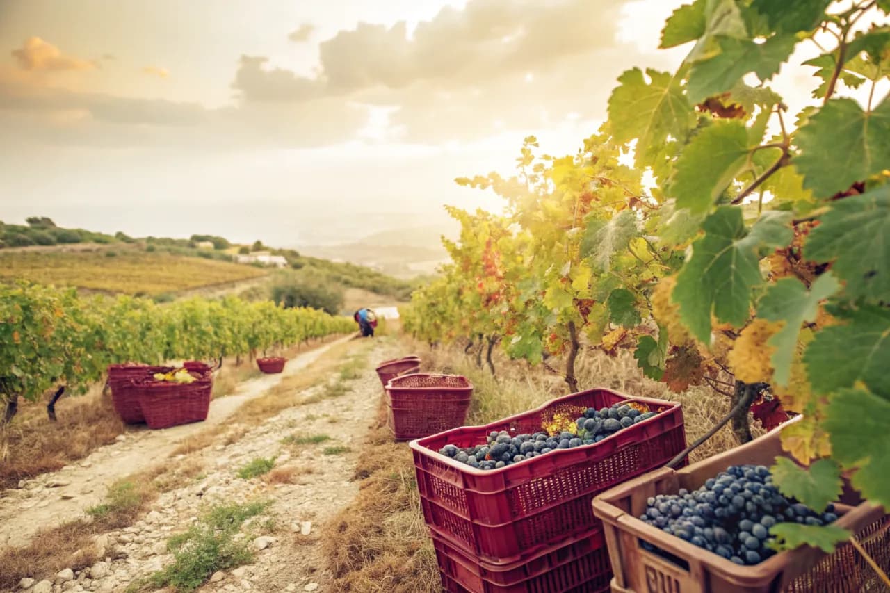 Vignobles de Tenute Dettori